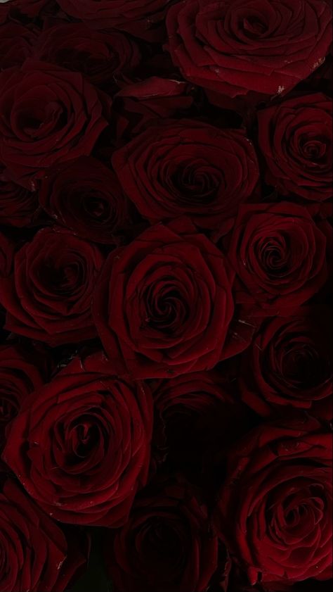 great roses, beautiful flowers, dark red aesthetic, vibe, beautiful, amazing affirmation and luxury life love man husband, wife Flowers Dp, Red Roses Wallpaper, Dark Red Roses, Rose Flower Pictures, Rose Flower Wallpaper, Rosé Aesthetic, Iphone Wallpaper Photos, Flower Therapy, Pretty Roses