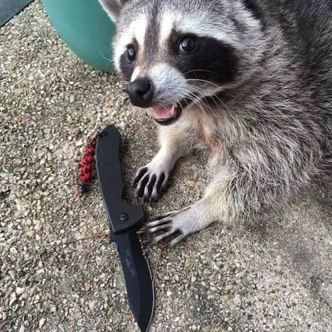 Judd Birch, Racoon Funny, Barty Crouch Jr, Pet Raccoon, Cute Raccoon, Raccoon Funny, Trash Panda, Silly Animals, Racoon