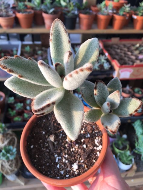 Kalanchoe Tomentosa "Panda" Wood Leaves, Succulent Plants, Planting Succulents, Garden Ideas, Succulent, Cactus, Plants, Wood