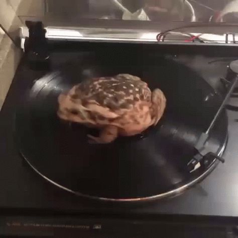 Frog Spinning GIF - Frog Spinning Vinyl - Discover & Share GIFs Spinning Gif, Summer Songs, Smile Food, Axis Powers, Fruit Art, Fun Style, Tyler The Creator, Nature Girl, Summer Art