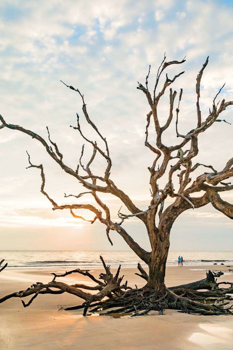 Jekyll Islands' most valuable assets are its natural treasures, like Driftwood Beach, where ancient, gnarled trees sprout from the sand like grand monuments. #travel #travelaesthetic #beautifulplaces #georgia #georgiabeaches #southernliving Driftwood Beach Jekyll Island, Jekyll Island Georgia, Driftwood Beach, Georgia Travel, Jekyll Island, Usa Beaches, Pawleys Island, Tropical Getaways, Road Trippin