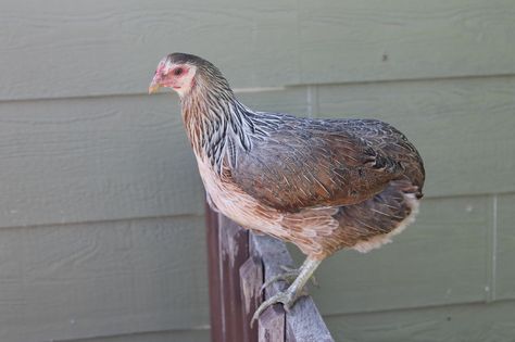 Araucana Araucana Chickens, Olive Egger, Live Chicken, Chicken Life, Guinea Fowl, Crazy Chicken Lady, Hen Chicken, Chicken Lady, Poultry Farm