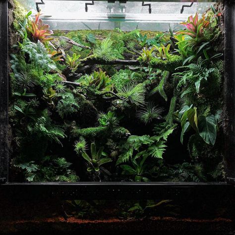 Chameleon Paludarium, Snake Tanks, Bioactive Terrarium, Dart Frog Vivarium, Vivarium Ideas, Terrarium Inspiration, Bioactive Vivarium, Terrarium Design, Wall Terrarium