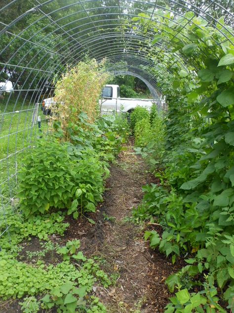 Far BAck Tunnel Beans 6-30-14 | colleen bell | Flickr Scarlett Runner Beans, Bean Tunnel, Vine Tunnel, Scarlet Runner Beans Trellis, Long Beans Garden, Raised Bed Tunnel, Garden Arch, Flower Garden, Outdoor Structures