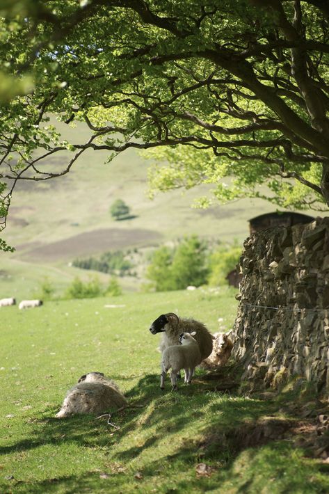 Cottages In Scotland, Farm Photo, Sheep Farm, British Countryside, A Sheep, Arte Animal, Scotland Travel, English Countryside, British Isles