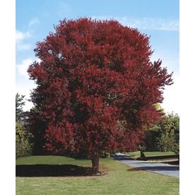 Acer Rubrum, Majestic Tree, Red Maple Tree, Maple Shade, Garden Herbs, Wind Break, Street Trees, Maple Trees, Yard Landscape