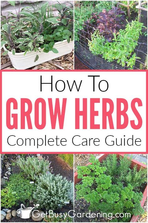 If you’re interested in beginning an herb garden at home, check out this detailed guide for all the tips and tricks a beginner needs to get started. In it I’ve included helpful information on herb gardening including when and where to plant, what kind of sun, soil, and water to provide and much more. No matter the type you’re hoping to grow, the advice included here on how to start an herb garden outdoors will help you dive in confidently and enjoy a wide variety of delicious home-grown options. Growing Herbs Outdoors, Herb Garden Boxes, Growing Herbs At Home, Raised Herb Garden, Best Herbs To Grow, Perennial Garden Plans, Herb Garden Pots, Outdoor Herb Garden, Spice Garden