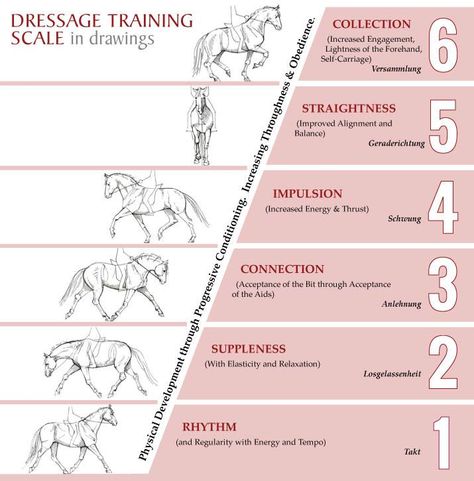 dressage training scale: rhythm, suppleness, connection, impulsion, straightness, collection Horse Movements, Veterinary Physiotherapy, Equestrian Training, Dressage Exercises, Horse Training Exercises, Horse Lessons, Horse Information, Dressage Training, Horse Exercises