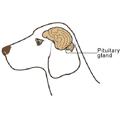 pituitary_tumors-1 Dog Glands, Pituitary Tumor, Pituitary Adenoma, Endocrine Glands, Pancreatic Neuroendocrine Tumor, Pituitary Gland, Animal Hospital, Pet Health, The Brain