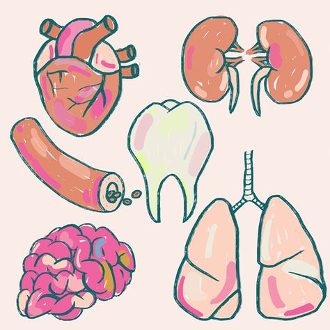 Body Organs Drawing, How To Draw Intestines, Intestines Drawing Reference, How To Draw Organs, How To Draw Gore Organs, Organ Drawings, Organs Drawing, Body Parts Drawing, Organs Illustration