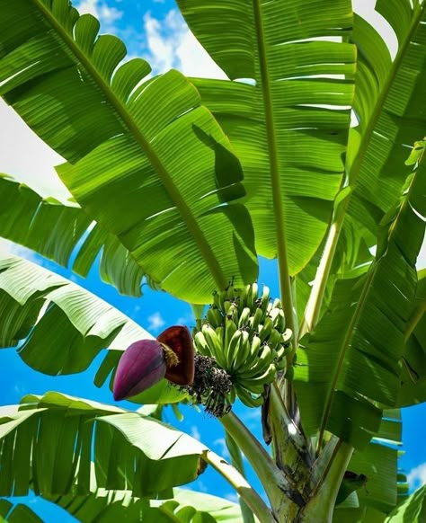 Grow banana tree