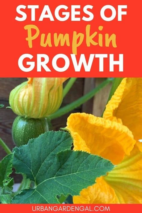 Pumpkin Growth Stages, Stages Of Pumpkin Growth, Pumpkin Plant Care, Pumpkin Plants How To Grow, Pumpkin Planting How To Grow, Tips For Growing Pumpkins, How To Grow Pumpkins In Small Space, How To Plant Pumpkin Seeds, Pumpkin Patch Garden