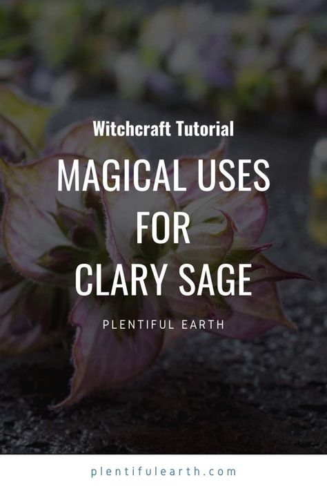 Magickal Correspondences of Clary Sage | Clary Sage Materia Magicka » Plentiful Earth Clary Sage Uses, Witch Plants, Witches Herbs, Witchy Herbs, Magickal Correspondences, Meadow Sage, Sage Tea, Pisces And Capricorn, Witch Herbs