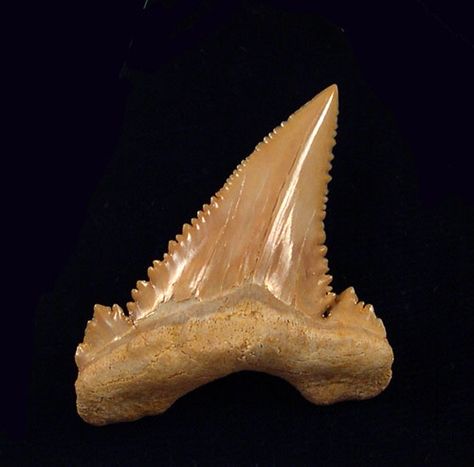 Shark Teeth Drawing Reference, Teeth Drawing, Sharks Teeth, Arrowheads Artifacts, Megalodon Shark, Animal Teeth, Megalodon Tooth, Fossil Teeth, Extinct Animals