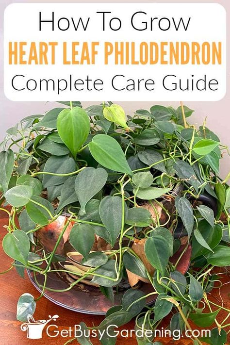 How To Care For Philodendron Houseplant, Philodendron Propagate Water, Propagating Philodendron In Water, Vining Philodendron Types, Heart Leaf Philodendron Care, Heart Shaped Philodendron, Garden Gate Decor, Soil Fertilizer, Plant Cards