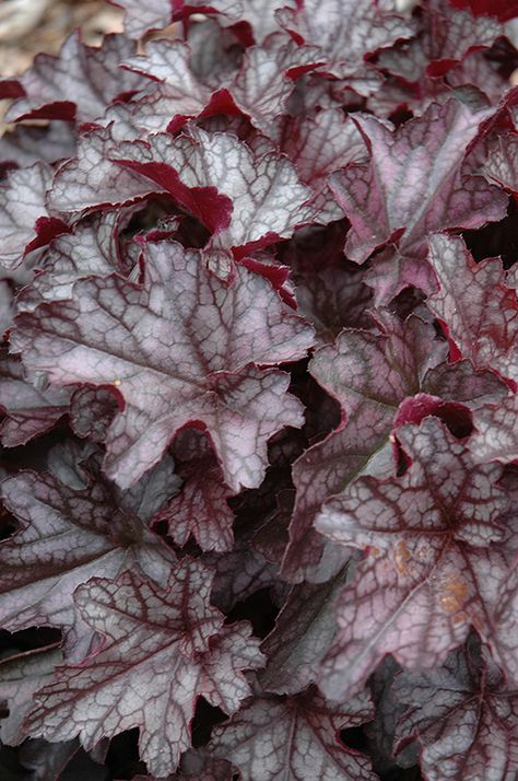 Click to view a full-size photo of Dolce Black Currant Coral Bells (Heuchera 'Black Currant') at Oakland Nurseries Inc Coral Bells Heuchera, Residential Landscaping, Alpine Garden, Green Veins, Commercial Landscaping, Coral Bells, Full Size Photo, Black Currant, How To Attract Hummingbirds