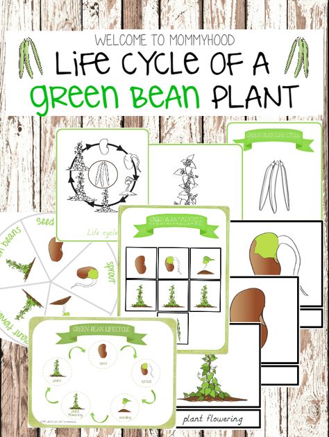 Montessori life cycle of a green bean plant printables #montessori #montessoriprintables Bean Plant Life Cycle, Bean Life Cycle, Botany Lessons, Plant Printable, Pumpkin Life Cycle, Montessori Printables, Life Cycles Activities, Plant Activities, Montessori Lessons