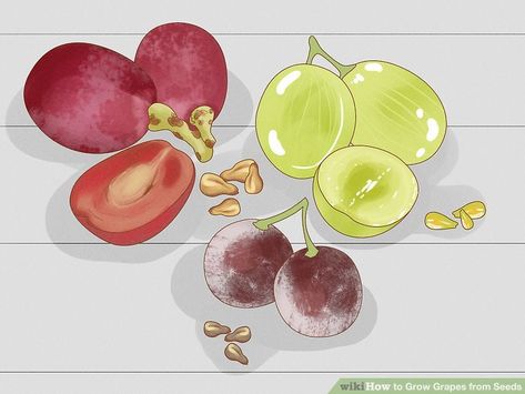 Grow Grapes, Grape Vine Plant, Grape Plant, Winter Gardening, Plant Hacks, Christopher Columbus, Growing Grapes, Veg Garden, Home Vegetable Garden