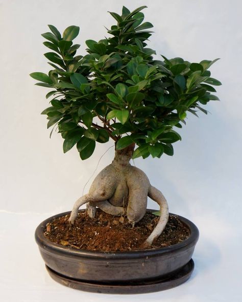 Bonsai Ficus Ginseng Ficus Bonsai, Ficus Microcarpa Ginseng, Ginseng Ficus, Money Plant Care, Ginseng Bonsai, Ficus Ginseng Bonsai, Ficus Bonsai Tree, Ficus Plant, Ficus Ginseng