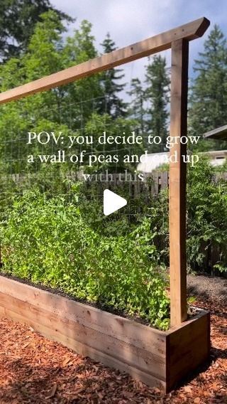 Garsening on Instagram: "TIPS to growing a wall of peas👇 🌱direct sow the seeds into the ground March/april 🌱choose pea seeds that need a trellis 🌱build a trellis with wood or purchase metal to last longer 🌱plant the peas on each side of the trellis for this look! Have more questions? Comment below!👇 #peas #growpeas #verticalgardening #garden #backyardgarden #gardentips #gardenlayout" Sweet Pea Trellis Ideas Diy, Sweat Pea Trellis Ideas, Sweet Pea Growing Ideas, Sweet Pea Wall, Pea Trellis Diy, Sweet Pea Trellis Ideas, Diy Pea Trellis, Pea Trellis Ideas, Sweet Pea Trellis