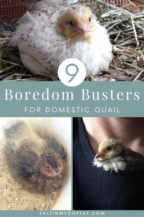 Quail Enclosure Ideas, Quail Pen Ideas, Pet Quail, Quail Coop Ideas Diy, Quail Enclosure, Quail Care, Backyard Livestock, Quail Keeping, Keeping Quail