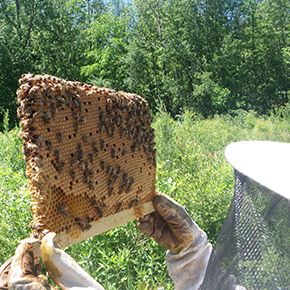 Each hive inspection is different because each colony is different, and there are other variables to consider (such as the time of year, for example). These variables will determine what you will do upon inspection. With practice you’ll get the knack, so be patient and you’ll soon be a seasoned beekeeper ready to tackle any situation. Natural Beekeeping, Backyard Bee, Beekeeping Equipment, Backyard Beekeeping, The Knack, For Dummies, Bee Happy, Growing Food, The Fear