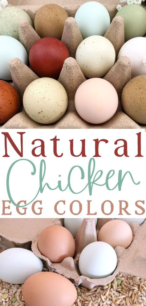 a pulp egg carton with a rainbow of speckled green, olive, blue, white, pink, peach, dark chocolate, and speckled brown eggs photographed in natural daylight with text that reads natural chicken egg colors Colored Chicken Eggs, Hen Breeds, Chicken Egg Colors, Chicken Coop Building Plans, Egg Colors, Raising Chicks, Chicken Keeping, Colored Eggs, Laying Hens