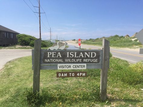 But recent reports have placed them in the Outer Banks at Pea Island National Wildlife Refuge in Rodanthe, and for the first time out in the wild in North Carolina. Visit North Carolina, Snow Goose, Migratory Birds, The Outer Banks, Shorebirds, Pink Bird, University Of Wisconsin, Pretty Birds, Visitor Center