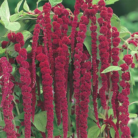 Edible Seeds, Dried Bouquet, Plant Labels, Flower Spike, Organic Seeds, Heirloom Seeds, Amaranth, Dried Flower Arrangements, May Flowers