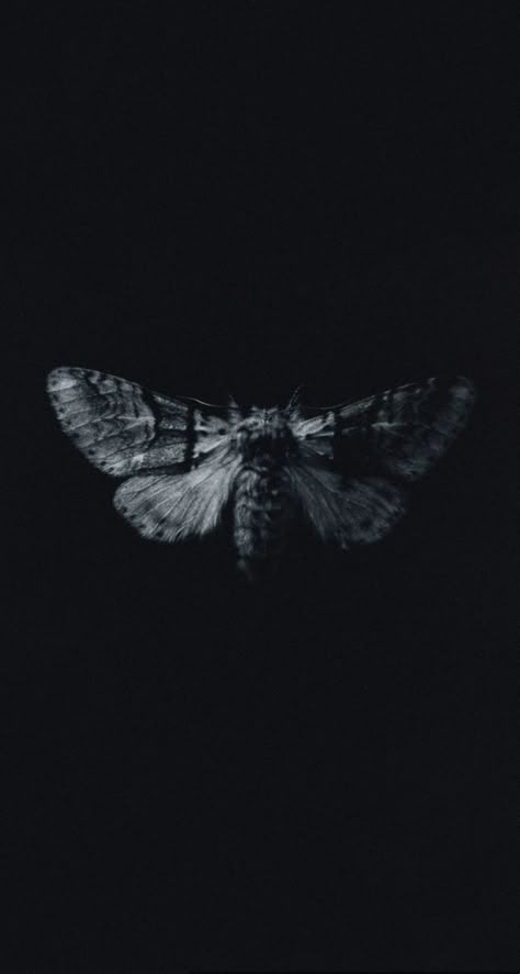 Moth Black Background, Moth Aesthetic Dark, Faded Black Wallpaper, Moth Wallpaper Iphone, Iphone13 Wallpaper, Dark Pattern Wallpaper, Goth Wallpaper Aesthetic, Black And White Moth, Moths Wallpaper