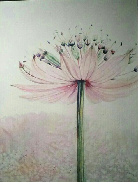 Original watercolor painting by Deborah Slocum ... Astrantia Astrantia Flower, Easy Watercolor Paintings For Beginners, Easy Watercolor Paintings, Paintings For Beginners, Astrantia Major, Hummingbird Painting, Watercolor Beginner, Watercolor Paintings For Beginners, Watercolor Paintings Easy