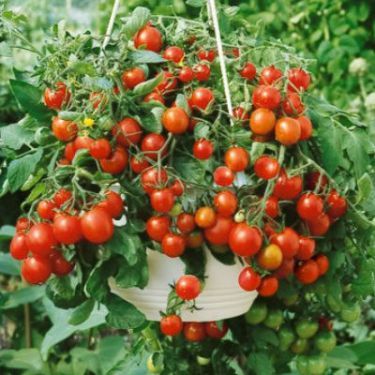 growing tomatoes in hanging baskets Tomato Problems, Best Tasting Tomatoes, Growing Tomatoes Indoors, Growing Tomatoes From Seed, Tips For Growing Tomatoes, Growing Organic Tomatoes, Growing Tomato Plants, Tomato Farming, Tiny Tim