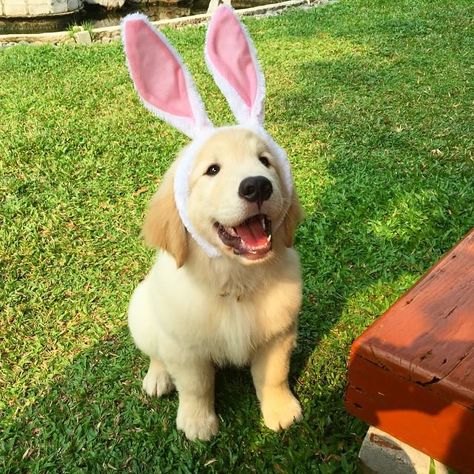 Why did Mom just call me the 'Energizer Bunny? Pet Couches, Dog Brain, Hoppy Easter, Golden Retriever Puppy, Retriever Puppy, Animal Hospital, Dog Hair, Beautiful Dogs, Training Tips