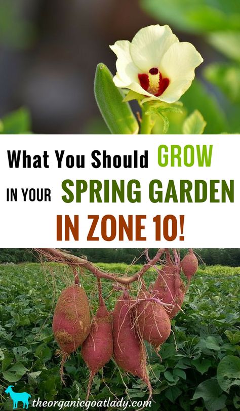 What You Should Grow In Your Spring Garden In Zone 10 Zone 10 Plants, Spring Vegetable Garden, Beginner Gardening, Zone 10, Florida Gardening, Gardening Zones, Vertical Herb Garden, Plants To Grow, Grow Plants