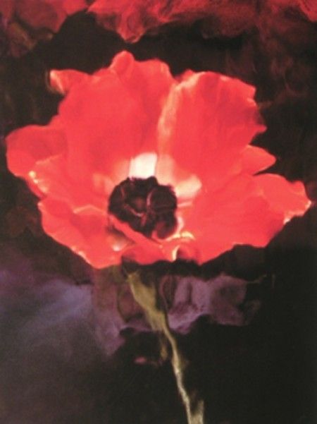 Lillian-Bassman-Flower, Red-Poppy- Lillian Bassman, Eric Lafforgue, Ellen Von Unwerth, Still Life Flowers, Rainbow Magic, Mario Testino, Nothing But Flowers, Steven Meisel, Love Garden