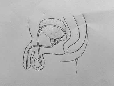 Male Reproductive System Notes, Male Reproductive System Drawing, Female Reproductive System Drawing, Reproductive System Drawing, Male Reproductive System Diagram, Male Reproductive System Anatomy, Bio Diagrams, Stomach Diagram, Drawing Biology