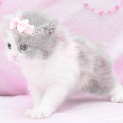 Cute Little Kittens, Silly Cats Pictures, Super Cute Animals, Kawaii Cat, Pink Cat, Silly Cats, Cat Stickers, Pretty Cats