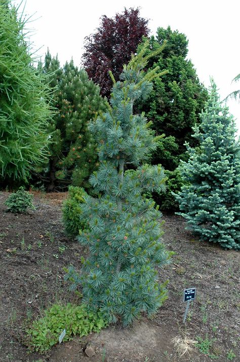 Blue Angel Japanese White Pine (Pinus parviflora 'Blue Angel') at Gertens Weeping White Spruce, Japanese White Pine, Tranquil Garden, Low Maintenance Shrubs, White Spruce, Japanese White, Backyard Garden Landscape, Blue Angel, Garden Centre