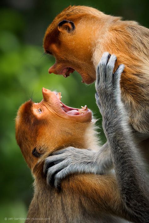 Proboscis monkey Dramatic Animals, Marmoset Monkey, Proboscis Monkey, Wild Animals Pictures, Animal Groups, Monkeys Funny, Baboon, Weird Animals, Primates