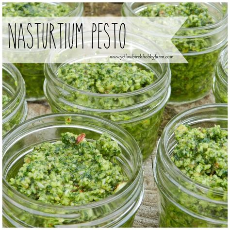 nasturtium pesto- yellow birch hobby farm Edible Flowers Recipes, Foraging Recipes, Healthy Herbs, Foraged Food, Herb Recipes, Pesto Recipe, Flower Food, Garden Recipes, Wild Food