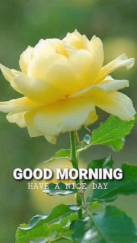 Morning Flowers Quotes, Very Good Morning Images, Good Night Love Pictures, Good Morning Rose Images, Latest Good Morning Images, Good Morning Love Gif, Morning Video, Good Evening Greetings, Good Morning Greeting Cards