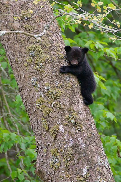 1,835 Black Bear Cub Stock Photos, Pictures & Royalty-Free Images - iStock Baby Black Bear, Giant Sequoia Trees, Black Bear Cub, Bear Photos, Most Beautiful Eyes, Bear Pictures, Bear Cub, Weather Channel, The Weather Channel