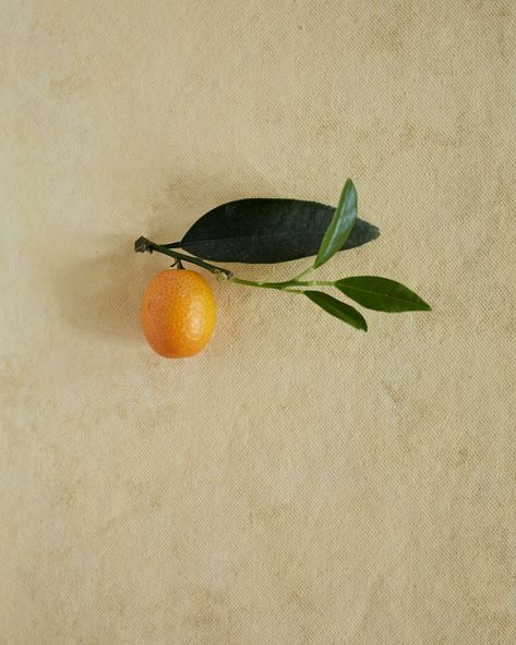 The name kumquat comes from a Cantonese word that means golden tangerine - and as this suggests the first reference to these powerful little fruits is from 12th-century China. The kumquat is tangy and sour with a sweet undertone, its strong flavour more than making up for its small size. ⁠ Kumquat is an increasingly popular fragrance ingredient, its deep and delightful scent profile more complex than orange or lemon. Our kumquats are grown in Brazil, where the rind is cold-pressed while fresh. Fruit Meanings, Kumquat Tattoo, Dry Earth, Lemon Logo, Kumquat Tree, Logo Suite, Organic Perfume, Walnut Ink, Fragrance Ingredients