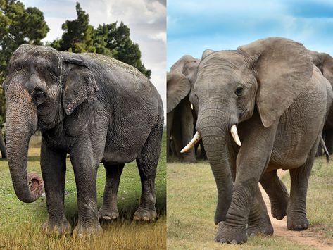 Asian and African #elephants can be differentiated most easily by their ears, their head shape, and their tusks.  #DEMYSTIFIED  #EncyclopaediaBritannica Asian Elephants, All About Elephants, Sweet Thoughts, Strange Animals, Sleeping Animals, Baby Elephants, Asian Elephant, Awesome Animals, Indian Elephant