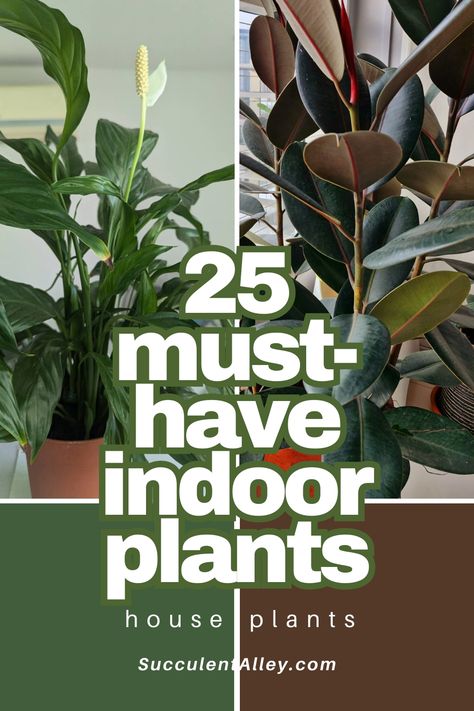 "Collage of lush indoor plants with text overlay promoting 25 essential houseplants from SucculentAlley.com." Different House Plants, How To Take Care Of House Plants, How To Take Care Of Indoor Plants, Indoor Plant Varieties, Plants For Direct Sunlight Indoor, Plant Groupings Indoor, Houseplants Names, Rare Indoor Plants, Home Plants Indoor Decor