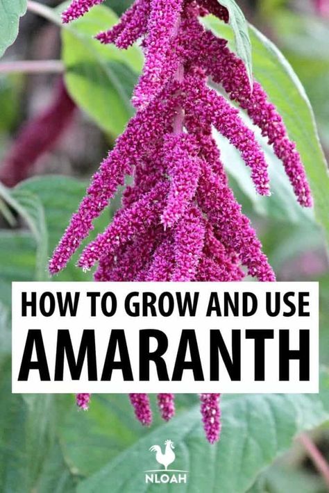 Amaranth is a superfood not many folks grow or eat. Here are all the reasons why you should do it, as well as how to grow it. #amaranth #gardening Allotment Planning, Amaranth Plant, Housing Inspiration, Garden Areas, Medicinal Herbs Garden, Herbs Garden, Garden Herbs, Gothic Garden, Planting Ideas