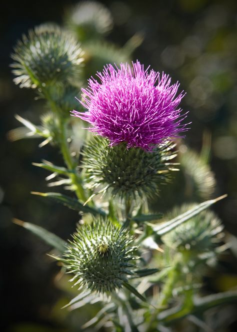 The thistle which is the emblem of Scotland Thistle Aesthetic, Scottish Thistle Art, Thistle Art, Scotland National Flower, Scottish Flowers, Thistles Art, Blessed Thistle, Irish Symbols, Sea Holly