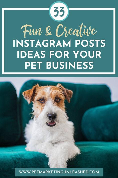 33 ideas for creative Instagram posts for pet business owners! These social media post ideas for pet businesses can help drive loyal followers, create engagement, and produce...ta da...ACTUAL paying customers for your pet business. Dog Heat Cycle, Pet Care Business, Pet Sitting Business, Dog In Heat, Instagram Post Ideas, Dog Spay, Pet Tips, Dog Business, Dog Health Tips