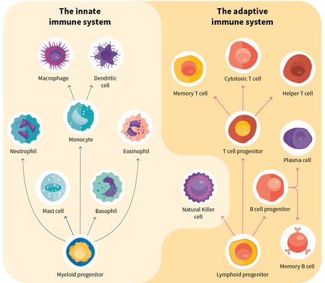 Cells of the immune system Lymphocytes Immune System, T Cells Immune System, Immune System Nursing, Immune System Cells, Cellular Biology, Biology College, Lab Science, Research Analysis, Immune Cells