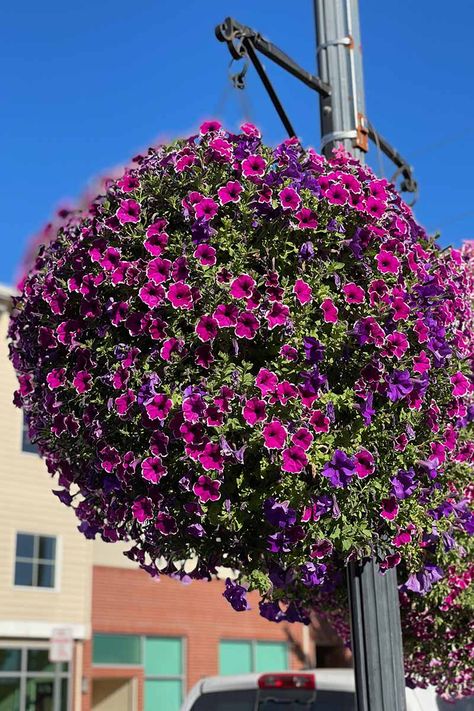 Wintering Petunias, Spring Pots, Petunia Care, Black Petunias, Petunia Plant, Million Bells, Miracle Grow, Concrete Pots, Mediterranean Garden